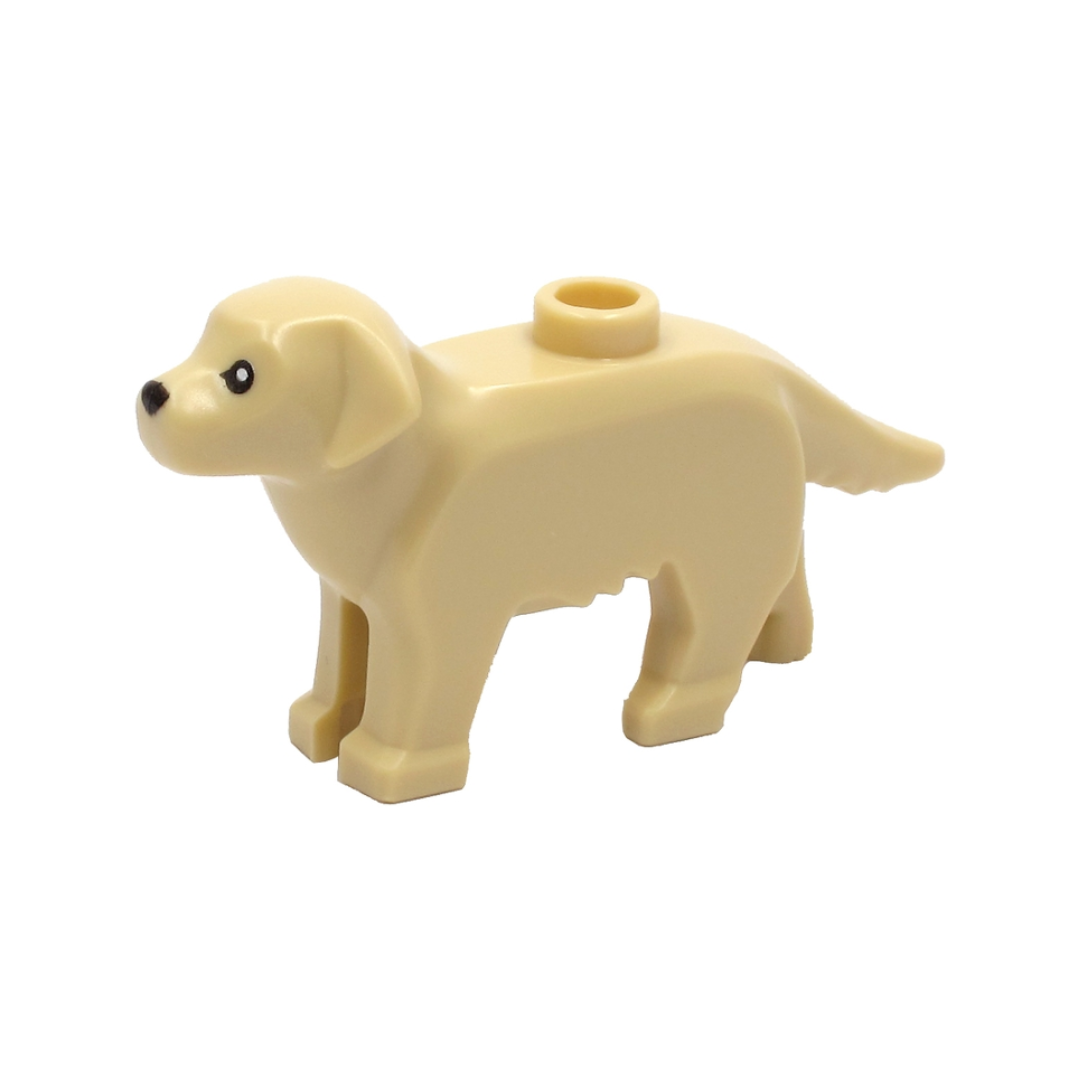Golden Retriever - 69962pb01